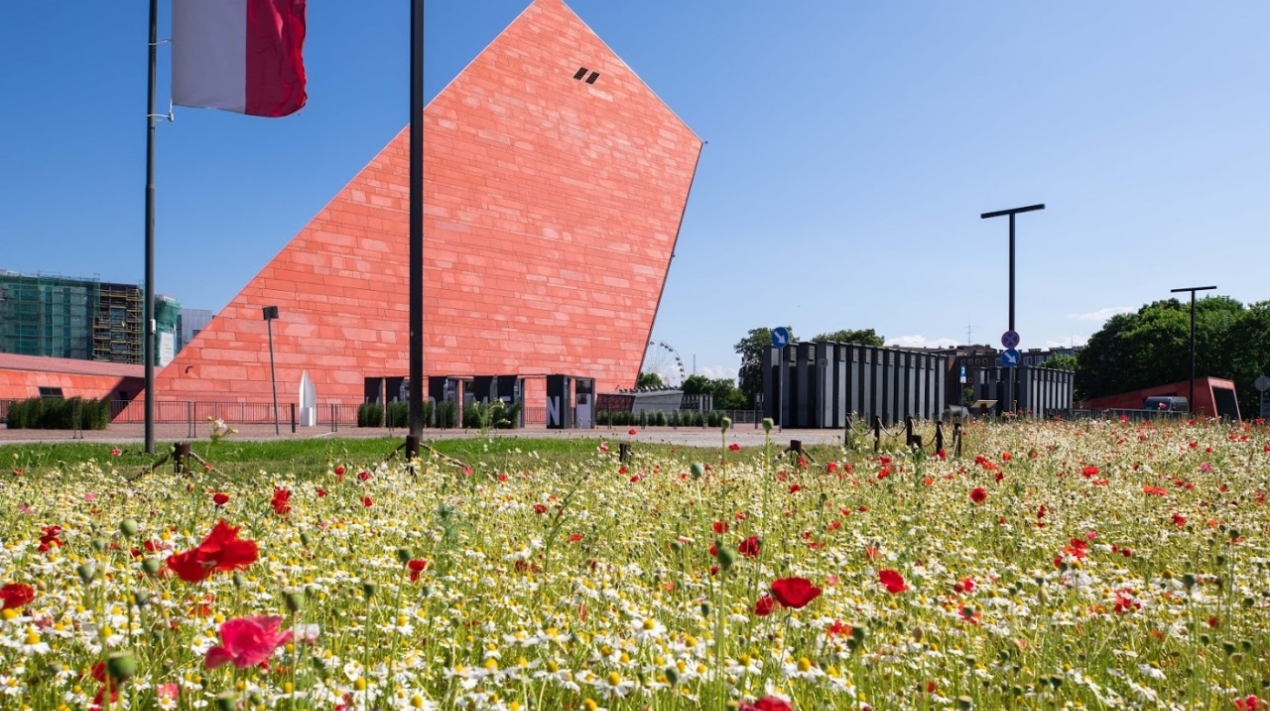 Biało-czerwona łąka kwietna przy siedzibie Muzeum II Wojny Światowej