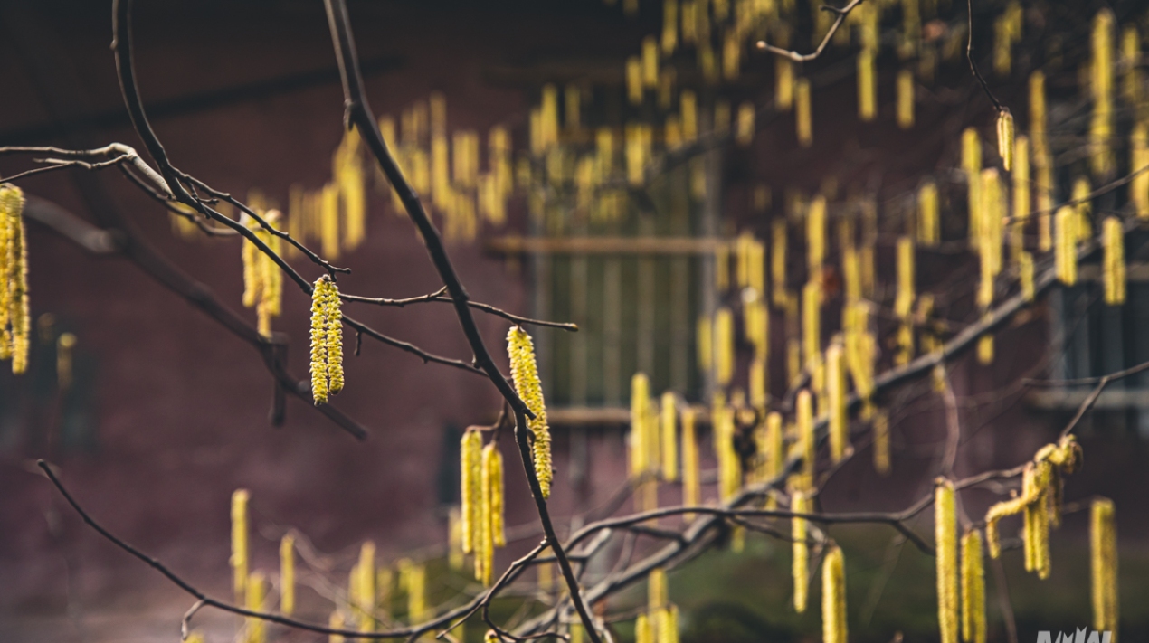 Cykl #ZielnikWesterplatte - Leszczyna pospolita (Corylus avellana L.)