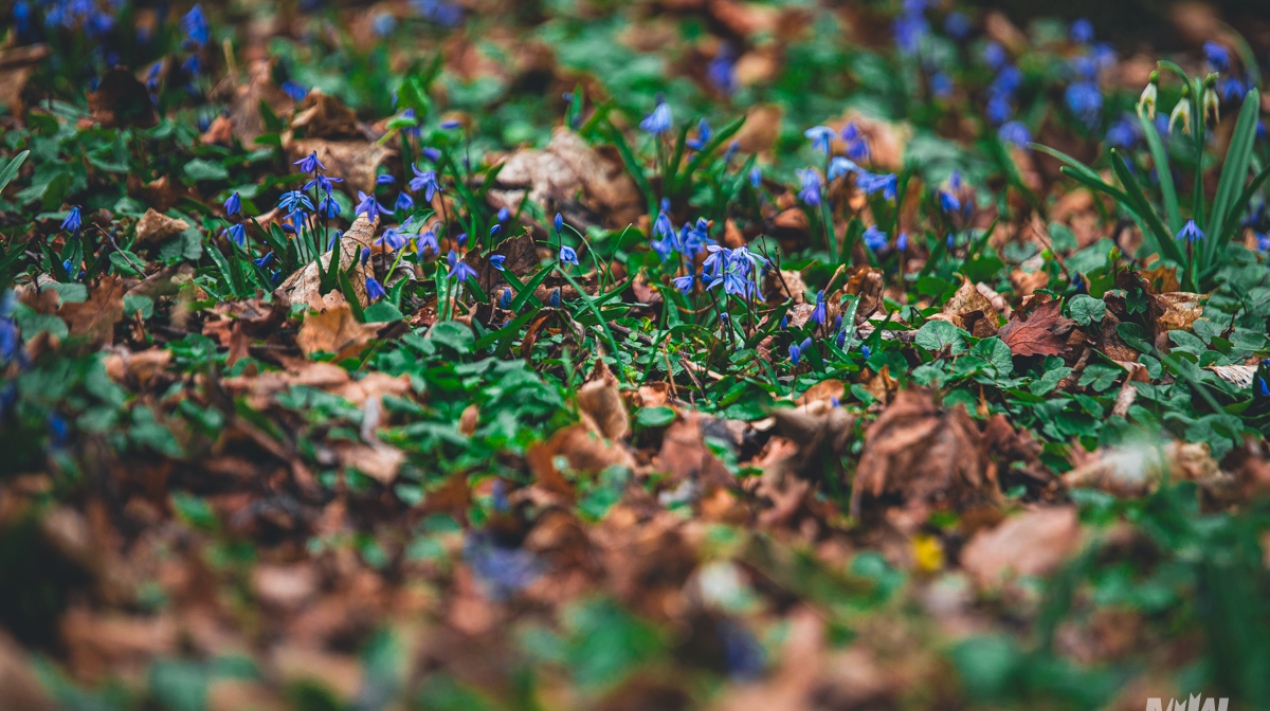 Cykl #ZielnikWesterplatte - Cebulica Syberyjska (Scilla siberica)