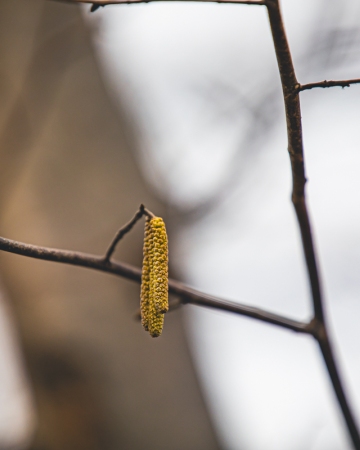 Cykl #ZielnikWesterplatte - Leszczyna pospolita (Corylus avellana L.)