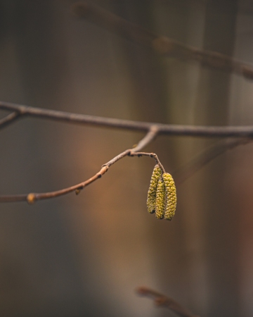 Cykl #ZielnikWesterplatte - Leszczyna pospolita (Corylus avellana L.)