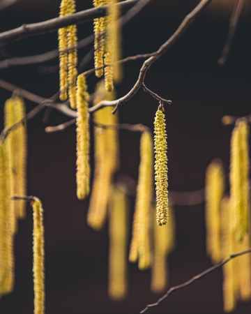 Cykl #ZielnikWesterplatte - Leszczyna pospolita (Corylus avellana L.)