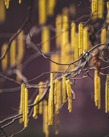 Cykl #ZielnikWesterplatte - Leszczyna pospolita (Corylus avellana L.)