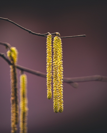 Cykl #ZielnikWesterplatte - Leszczyna pospolita (Corylus avellana L.)