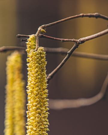 Cykl #ZielnikWesterplatte - Leszczyna pospolita (Corylus avellana L.)