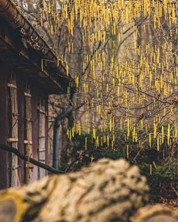 Cykl #ZielnikWesterplatte - Leszczyna pospolita (Corylus avellana L.)