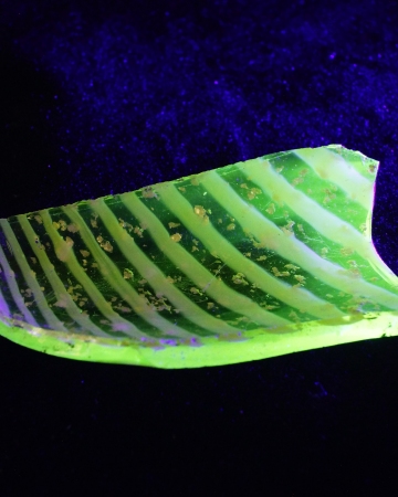 Fragment naczynia z uranowego szkła z 2. połowy XIX w. znaleziony wśród stłuczki szklanej i ceramicznej z okresu kurortu