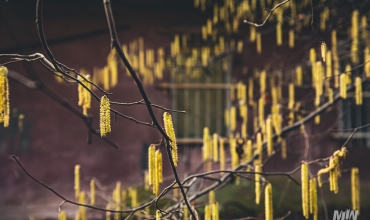 Cykl #ZielnikWesterplatte - Leszczyna pospolita (Corylus avellana L.)