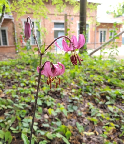 Lilie złotogłów (Lilium martagon), jedne z najpiękniejszych kwiatów polskiej flory, zakwitły na Westerplatte