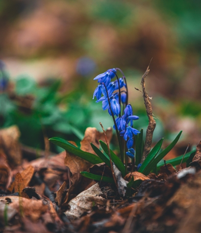 Cykl #ZielnikWesterplatte - Cebulica Syberyjska (Scilla siberica)