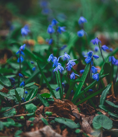 Cykl #ZielnikWesterplatte - Cebulica Syberyjska (Scilla siberica)