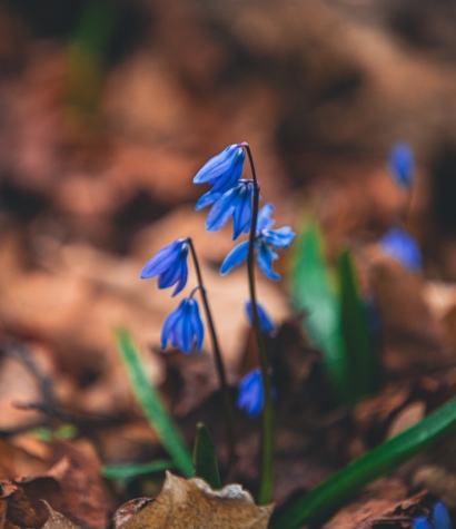 Cykl #ZielnikWesterplatte - Cebulica Syberyjska (Scilla siberica)