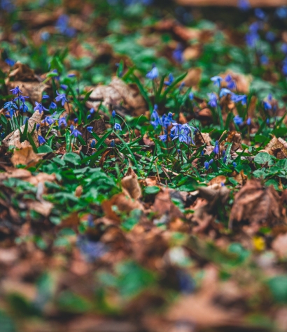 Cykl #ZielnikWesterplatte - Cebulica Syberyjska (Scilla siberica)
