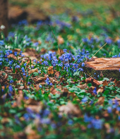 Cykl #ZielnikWesterplatte - Cebulica Syberyjska (Scilla siberica)