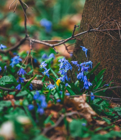 Cykl #ZielnikWesterplatte - Cebulica Syberyjska (Scilla siberica)