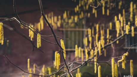 Cykl #ZielnikWesterplatte - Leszczyna pospolita (Corylus avellana L.)