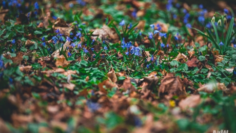 Cykl #ZielnikWesterplatte - Cebulica Syberyjska (Scilla siberica)