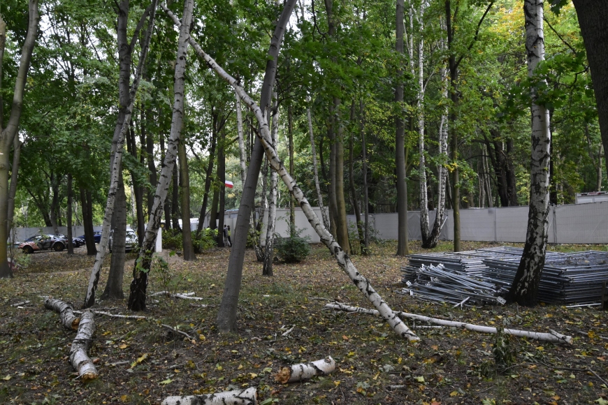 Stan wykopalisk po wichurze na Westerplatte, przewrócone drzewa