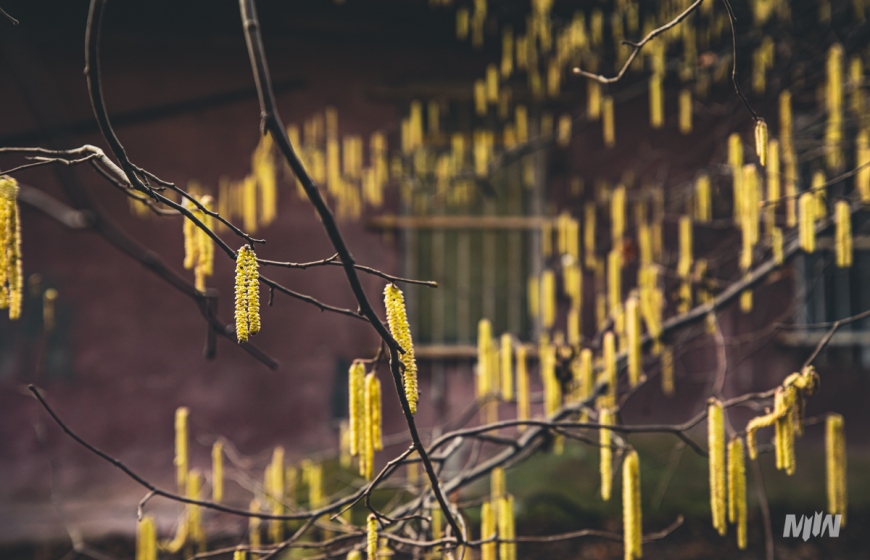 Cykl #ZielnikWesterplatte - Leszczyna pospolita (Corylus avellana L.)