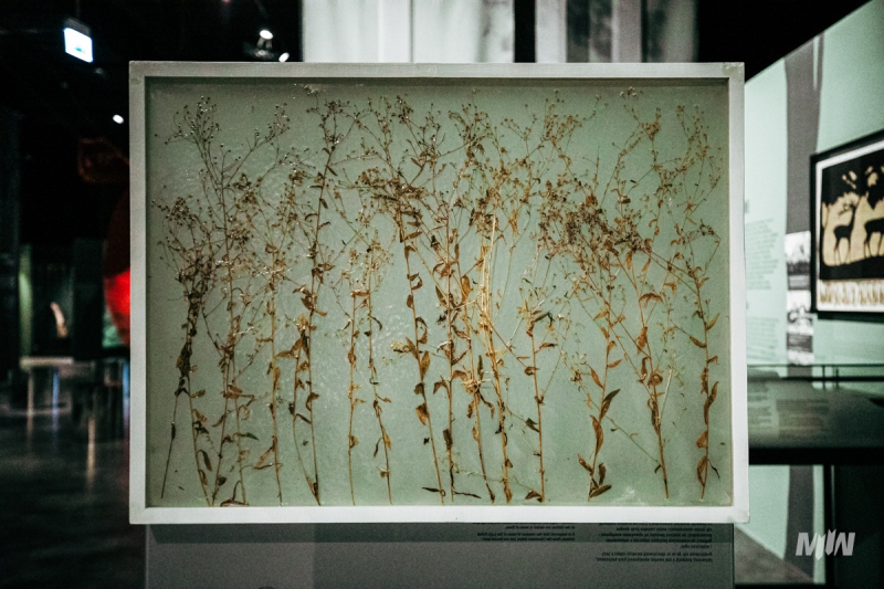 Wystawa Czasowa: LAS - Schronienie Ofiar. Kryjówka Zbrodni