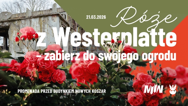 Róże z Westerplatte – zabierz do swojego ogrodu 