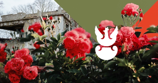 Róże z Westerplatte – zabierz do swojego ogrodu 