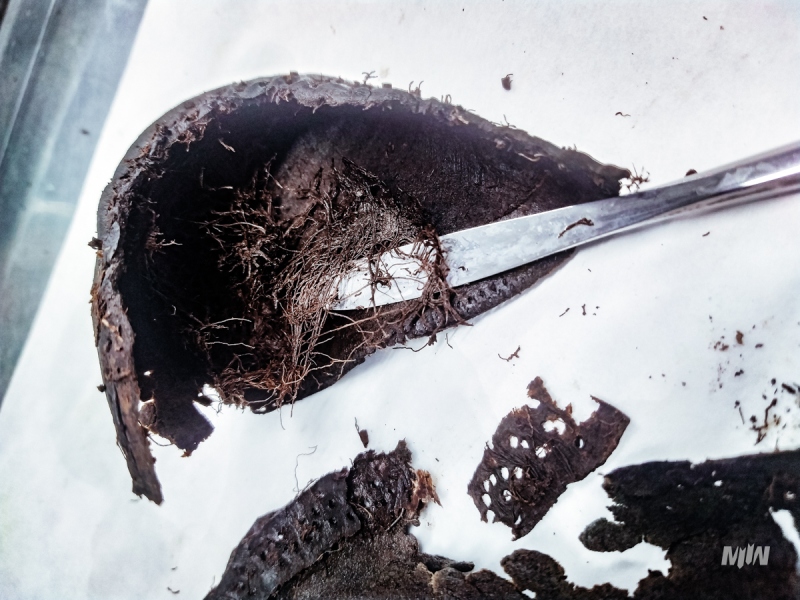 Cykl #ZobaczKonserwacjeMIIWŚ - skórzane buty z okresu II wojny światowej wydobyte podczas wykopalisk archeologicznych