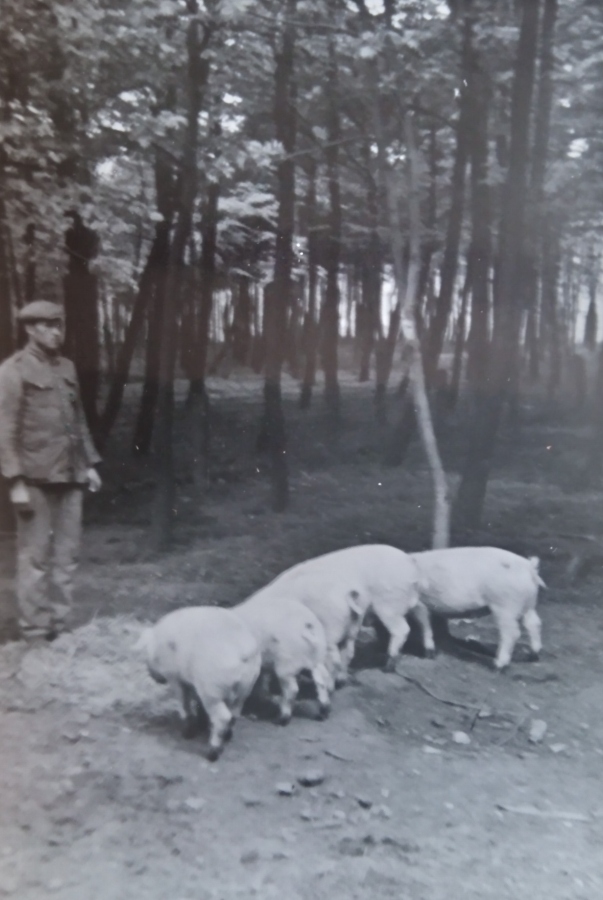 Świnie hodowane na potrzeby WST. 