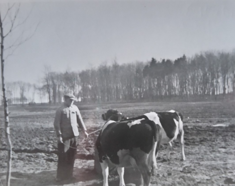 Krowy hodowane na potrzeby WST. 