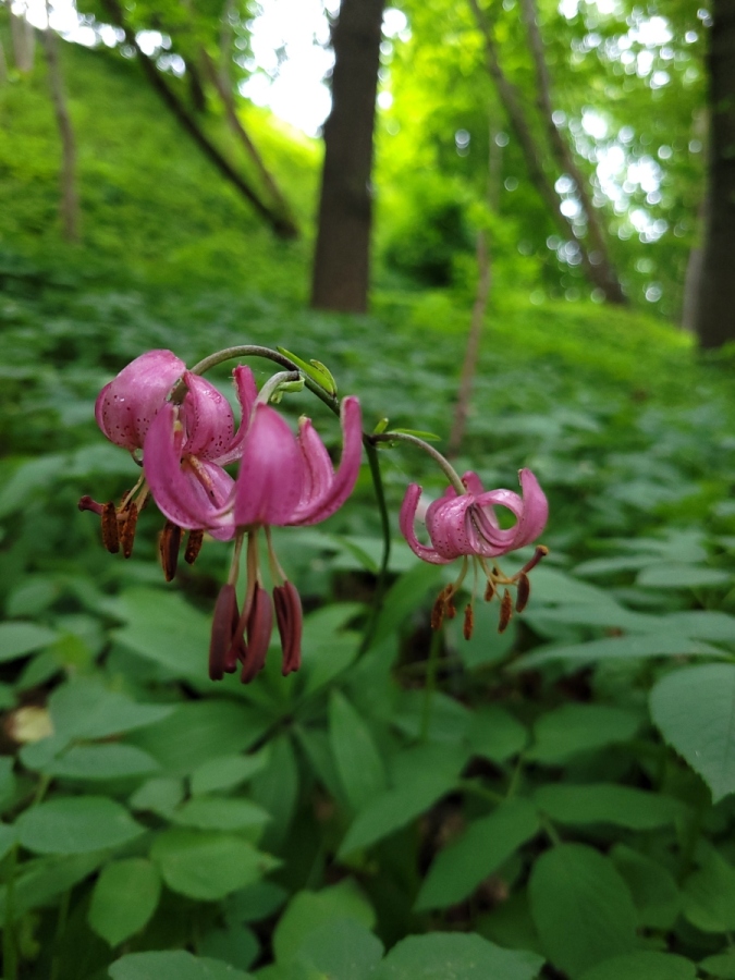Lilie złotogłów (Lilium martagon), jedne z najpiękniejszych kwiatów polskiej flory, zakwitły na Westerplatte