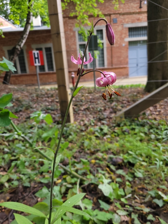 Lilie złotogłów (Lilium martagon), jedne z najpiękniejszych kwiatów polskiej flory, zakwitły na Westerplatte
