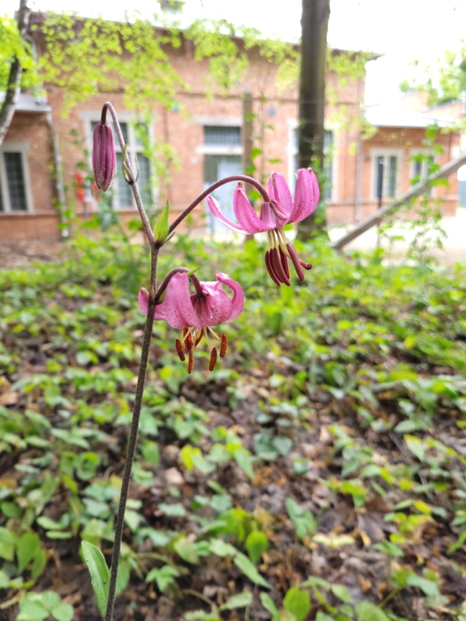 Lilie złotogłów (Lilium martagon), jedne z najpiękniejszych kwiatów polskiej flory, zakwitły na Westerplatte