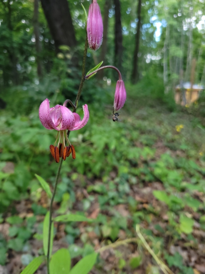 Lilie złotogłów (Lilium martagon), jedne z najpiękniejszych kwiatów polskiej flory, zakwitły na Westerplatte