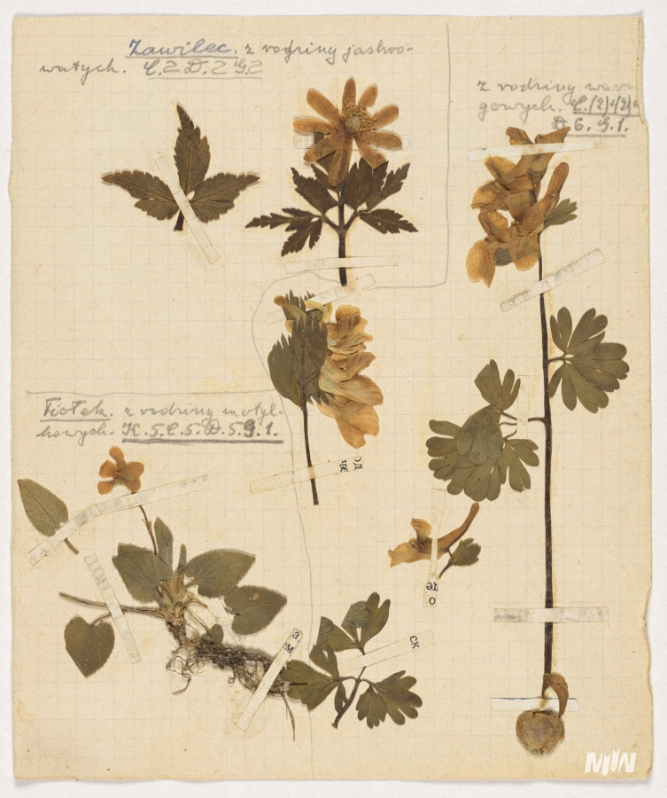 Cykl #PoznajZbioryMIIWŚ - ususzone rośliny i fragmenty gazet lub ulotek należących do kilkunastoletniego Stanisława Ścibor - Marchockiego