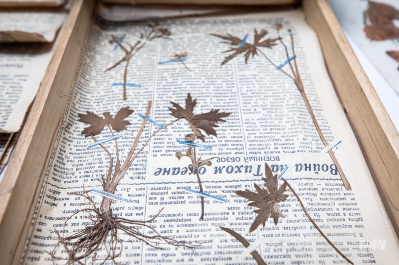 Cykl #ZobaczKonserwacjeMIIWŚ - ususzone rośliny i fragmenty gazet lub ulotek należących do kilkunastoletniego Stanisława Ścibor - Marchockiego