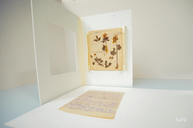 Cykl #ZobaczKonserwacjeMIIWŚ - ususzone rośliny i fragmenty gazet lub ulotek należących do kilkunastoletniego Stanisława Ścibor - Marchockiego