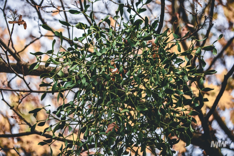 Cykl #ZielnikWesterplatte - Jemioła pospolita (Viscum album)