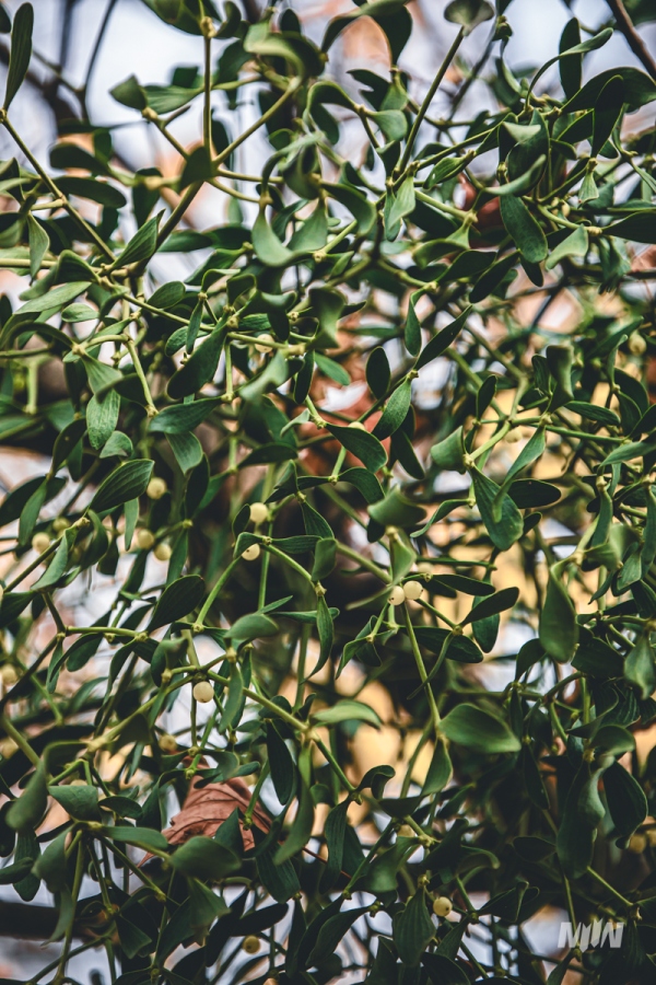 Cykl #ZielnikWesterplatte - Jemioła pospolita (Viscum album)