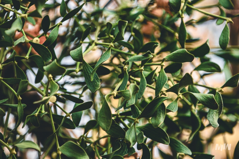 Cykl #ZielnikWesterplatte - Jemioła pospolita (Viscum album)