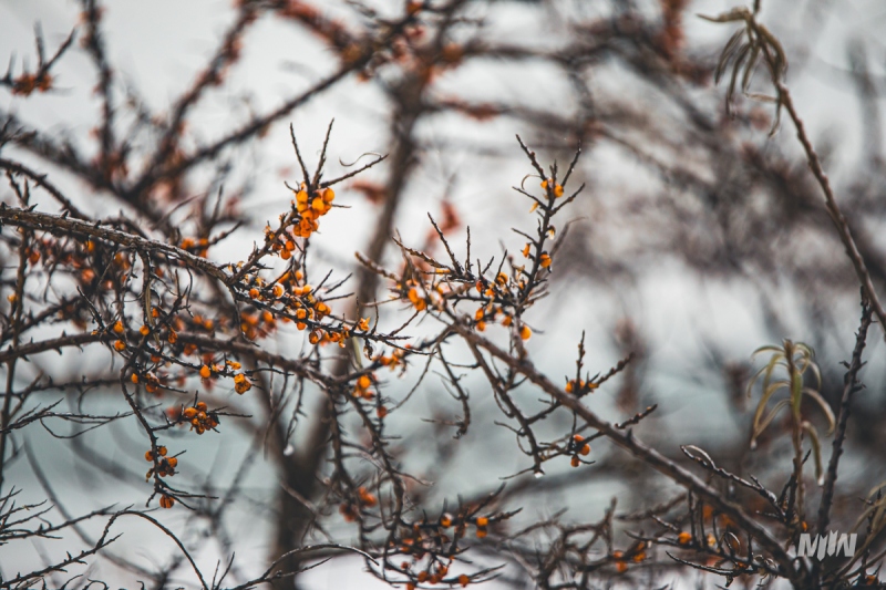 Nowy cykl #ZielnikWesterplatte - Rokitnik zwyczajny (Hippopfae rhamnoides)