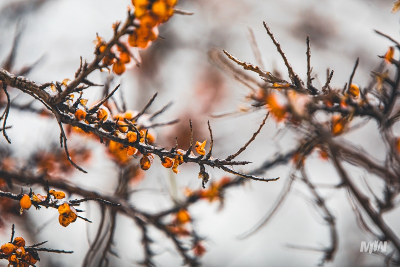 Nowy cykl #ZielnikWesterplatte - Rokitnik zwyczajny (Hippopfae rhamnoides)