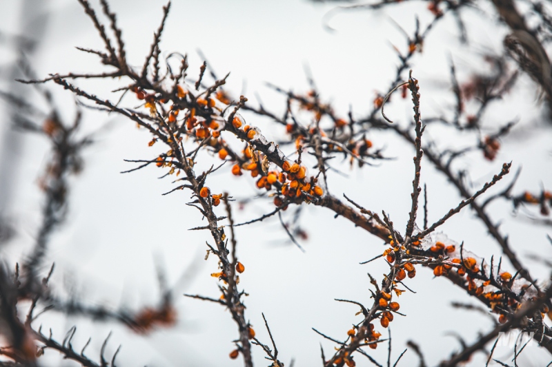 Nowy cykl #ZielnikWesterplatte - Rokitnik zwyczajny (Hippopfae rhamnoides)