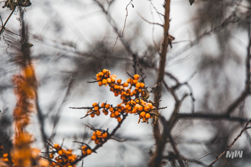 Nowy cykl #ZielnikWesterplatte - Rokitnik zwyczajny (Hippopfae rhamnoides)