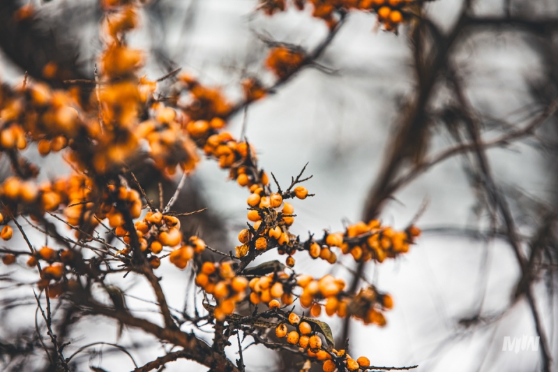 Nowy cykl #ZielnikWesterplatte - Rokitnik zwyczajny (Hippopfae rhamnoides)