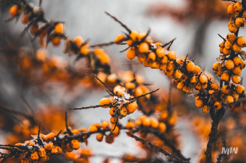 Nowy cykl #ZielnikWesterplatte - Rokitnik zwyczajny (Hippopfae rhamnoides)