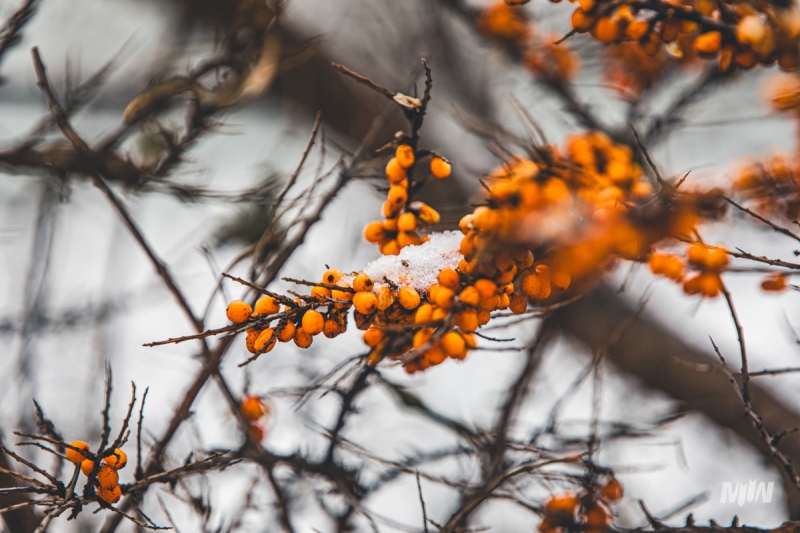 Nowy cykl #ZielnikWesterplatte - Rokitnik zwyczajny (Hippopfae rhamnoides)