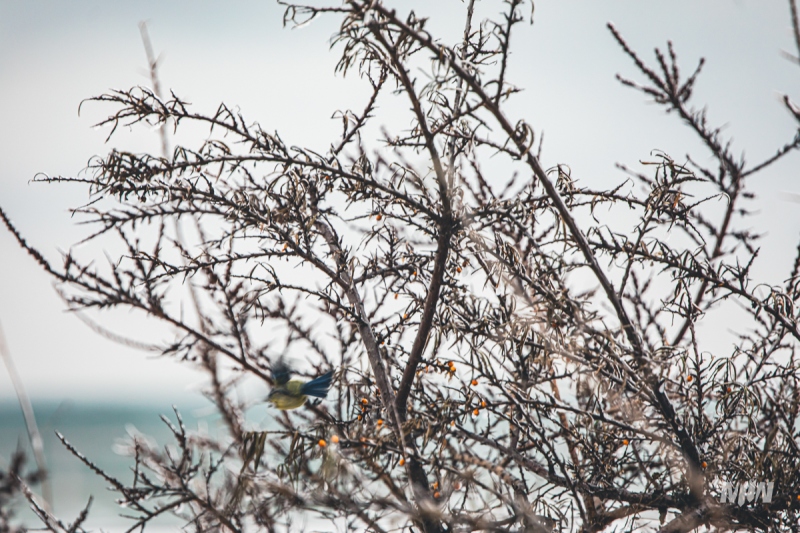 Nowy cykl #ZielnikWesterplatte - Rokitnik zwyczajny (Hippopfae rhamnoides)