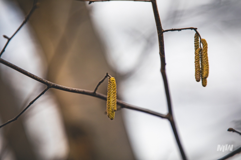Cykl #ZielnikWesterplatte - Leszczyna pospolita (Corylus avellana L.)