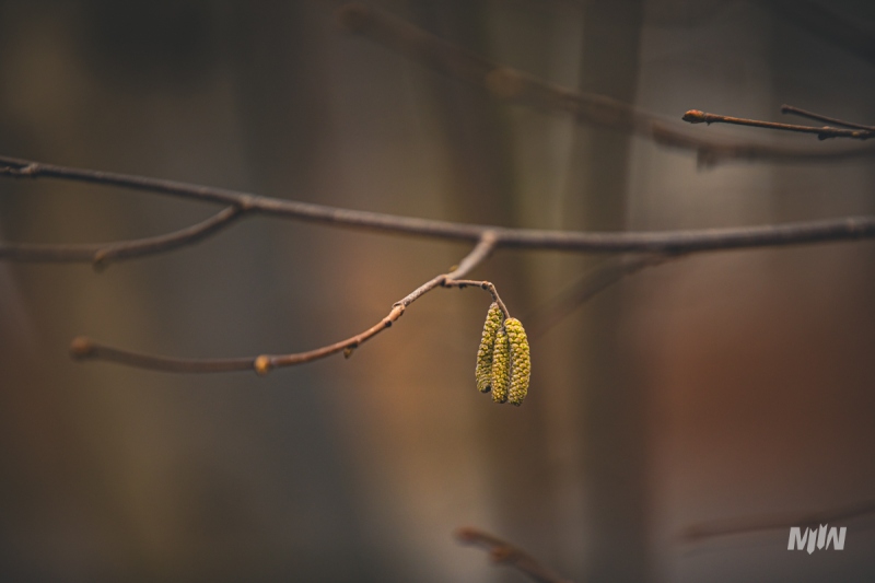 Cykl #ZielnikWesterplatte - Leszczyna pospolita (Corylus avellana L.)