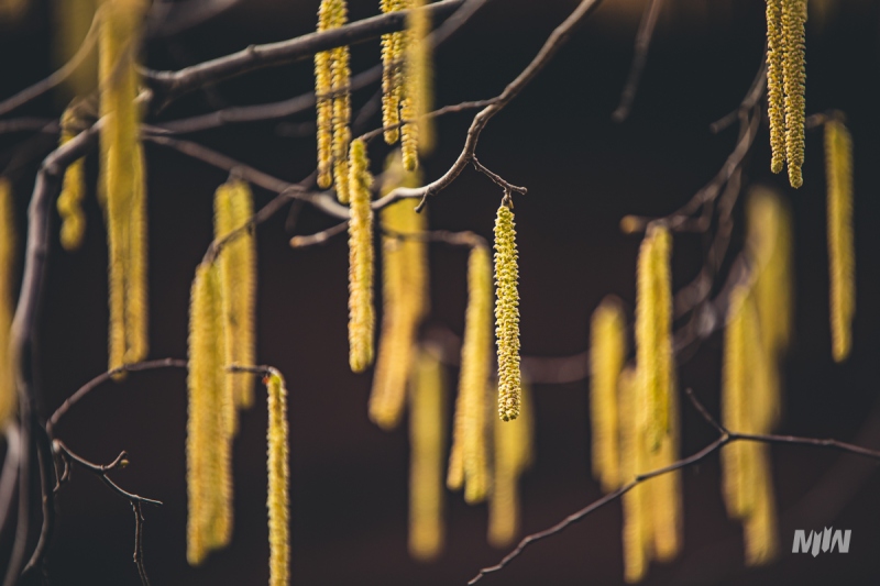 Cykl #ZielnikWesterplatte - Leszczyna pospolita (Corylus avellana L.)